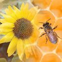 Sunflower Honey