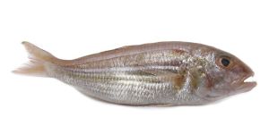 Japanese Threadfin Bream Fish