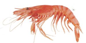 Karikadi Shrimp Fish