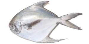 Pomfret (Silver) Fish