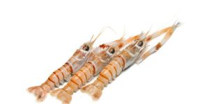 Scampi
