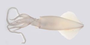 Squiduncleaned Fresh Seafood