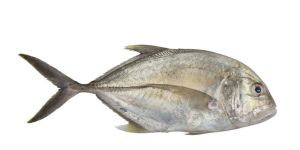 Trevally Fish