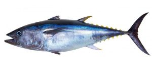 Tuna Fish