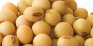 Soya Bean Seeds