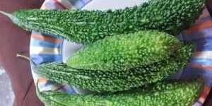 Fresh Bitter Gourd