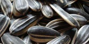 Sunflower Seeds