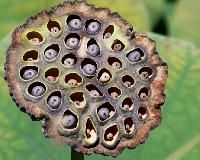 Dry Lotus Pod