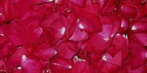 Rose Petals