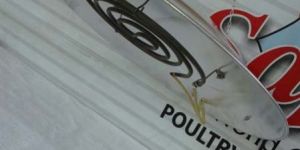 Poultry Electric Brooder