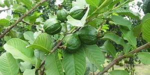 Guava Plant