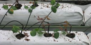 Peat Grow Bags