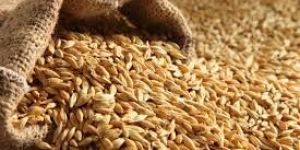 Food Grains