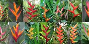 Heliconia Plant
