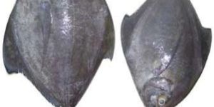 Black Pomfret Fish