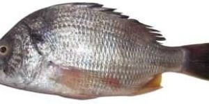 Black Sea Bream Fish