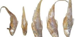 Dry Enchovy Fish
