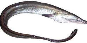 Eel Fish