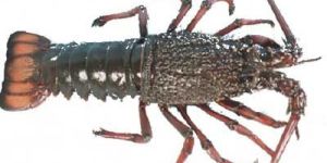 Rock Lobster