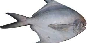 Silver Pomfret Fish