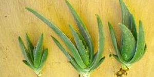 Aloe Vera Baby Plant