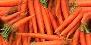 Fresh Carrot