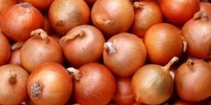 Fresh Onion