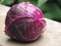 Red Cabbage