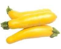 Yellow Zucchini