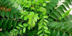 Curry Leaves