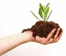 Organic Fertilizer