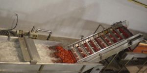 Tomato Processing Machinery