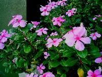 Vinca Rosea