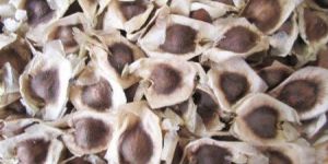 Moringa Seed