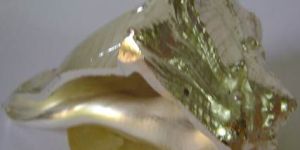 Silver Dakshinavarti Shankh