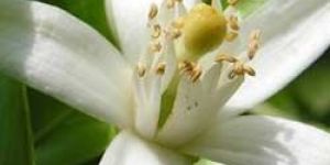 Neroli Oil