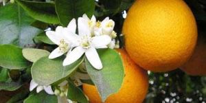 Orange Blossom Oil