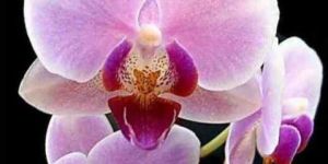 Orchid Oil
