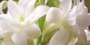 Tuberose Oil