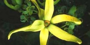 Ylang Ylang Oil