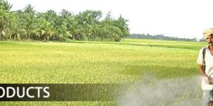 Phosphatic Fertilisers