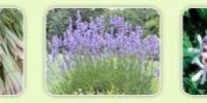 Field Distillation Unit for Essential Oil