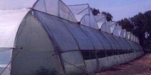 Greenhouse Covering Film
