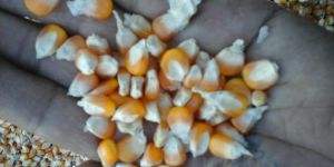 Yellow Maize Corn