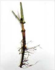 Rubia Cordifolia Root