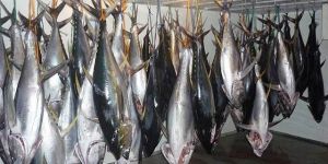 Fresh Tuna