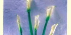 Paper Gift Bags PGB-006