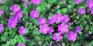 Herbal Essential Oils