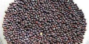 Mustard Seeds