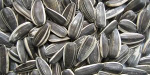 Sunflower Seeds